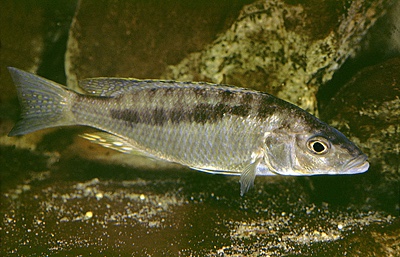 Mylochromis gracilis 'Senga Bay'